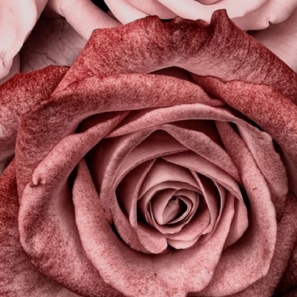 Meet your Posher, Enrika